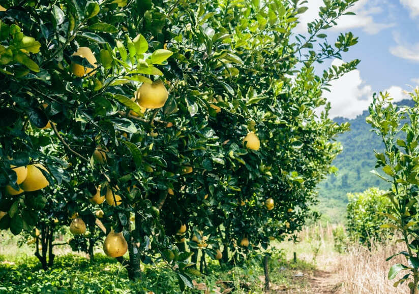 Mange citrontræer i solskin