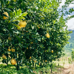 citron-træer-solksin Mange citrontræer i solskin